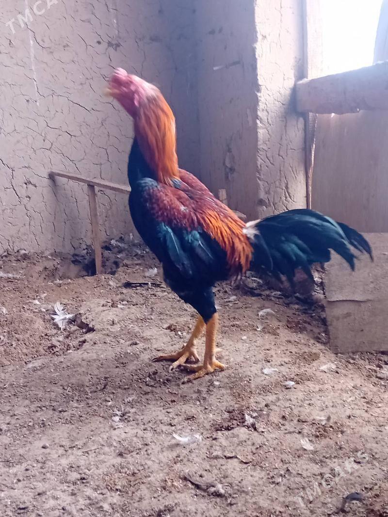 horaz - Wekilbazar - img 1