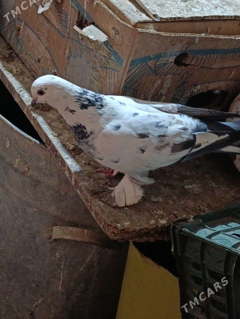 kepderi - Türkmenabat - img 1