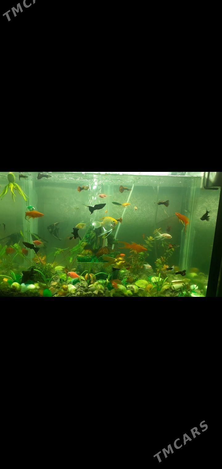 Akvarium - Türkmenabat - img 1