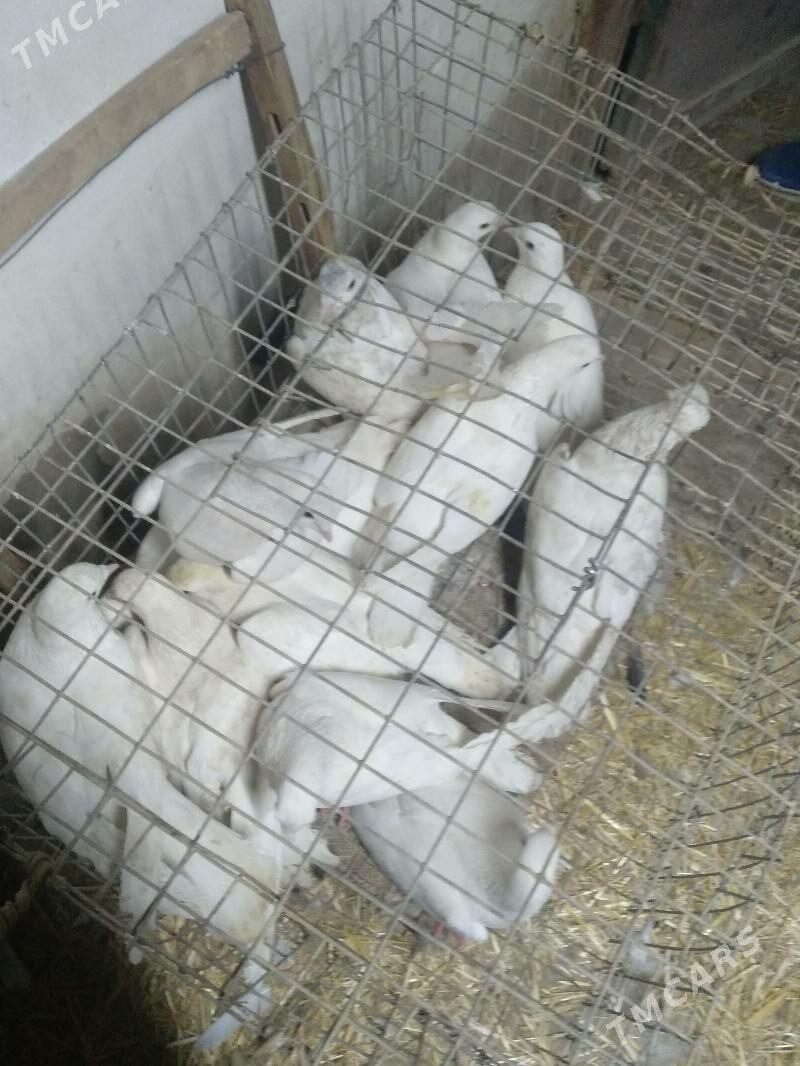 kepter - Türkmenabat - img 1