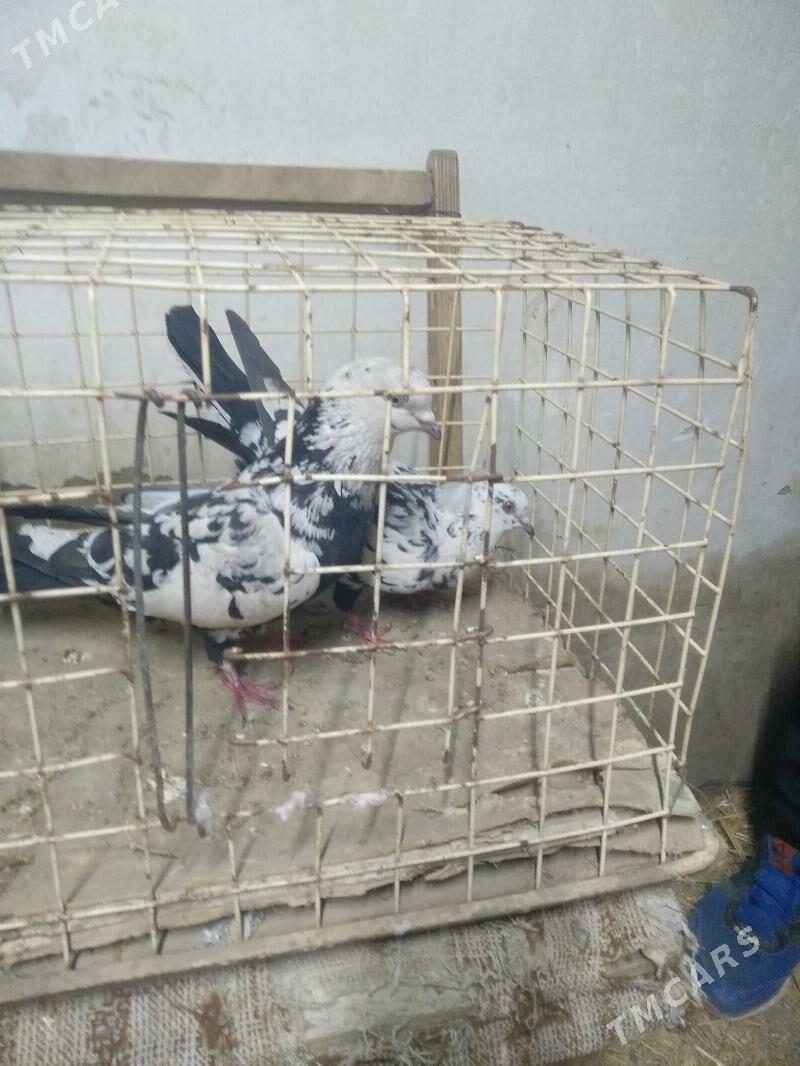 kepter - Türkmenabat - img 1