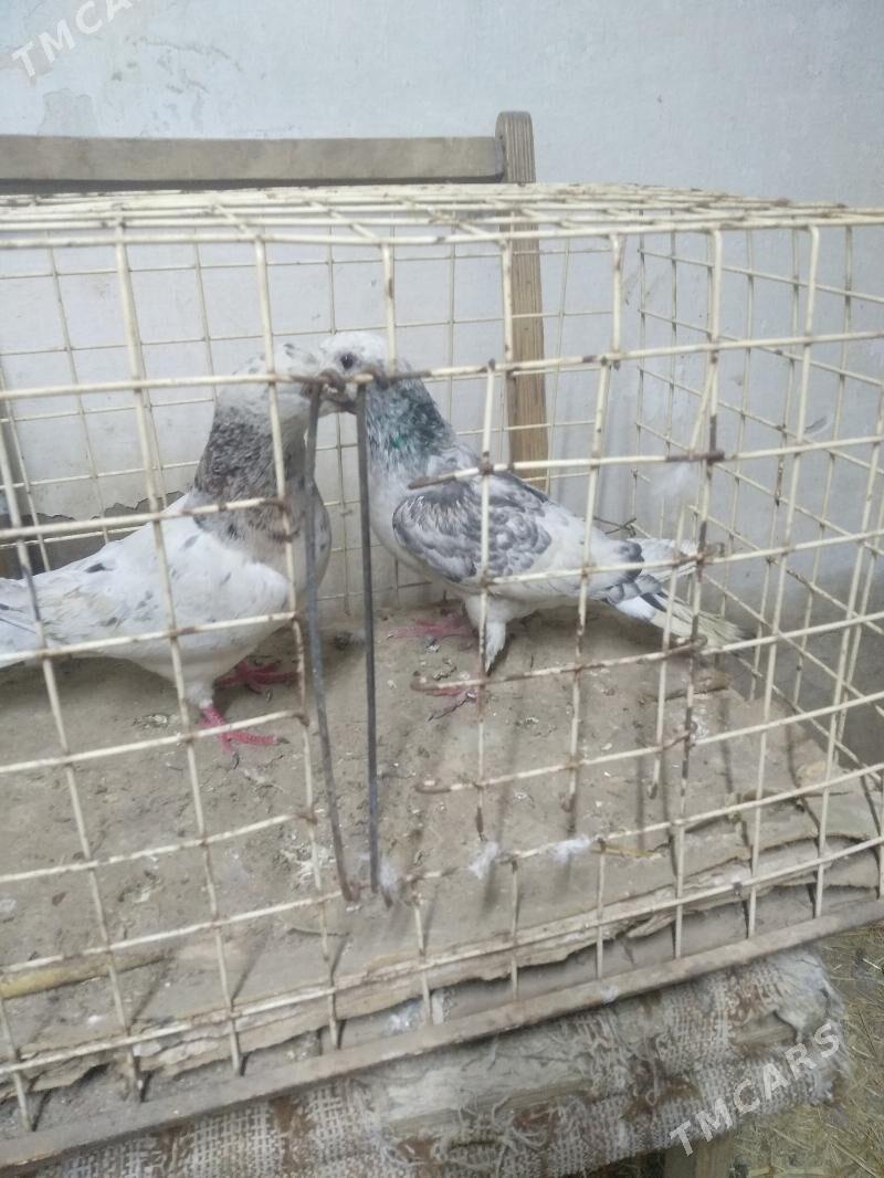 kepter - Türkmenabat - img 1