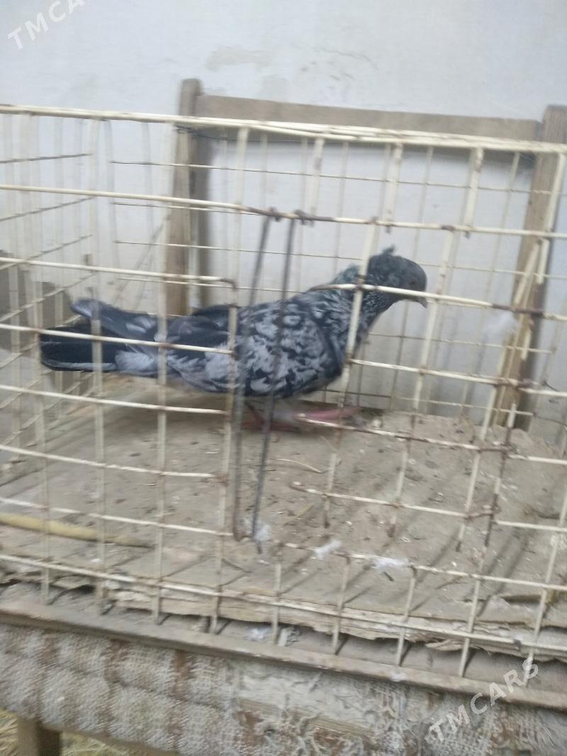 kepter - Türkmenabat - img 1