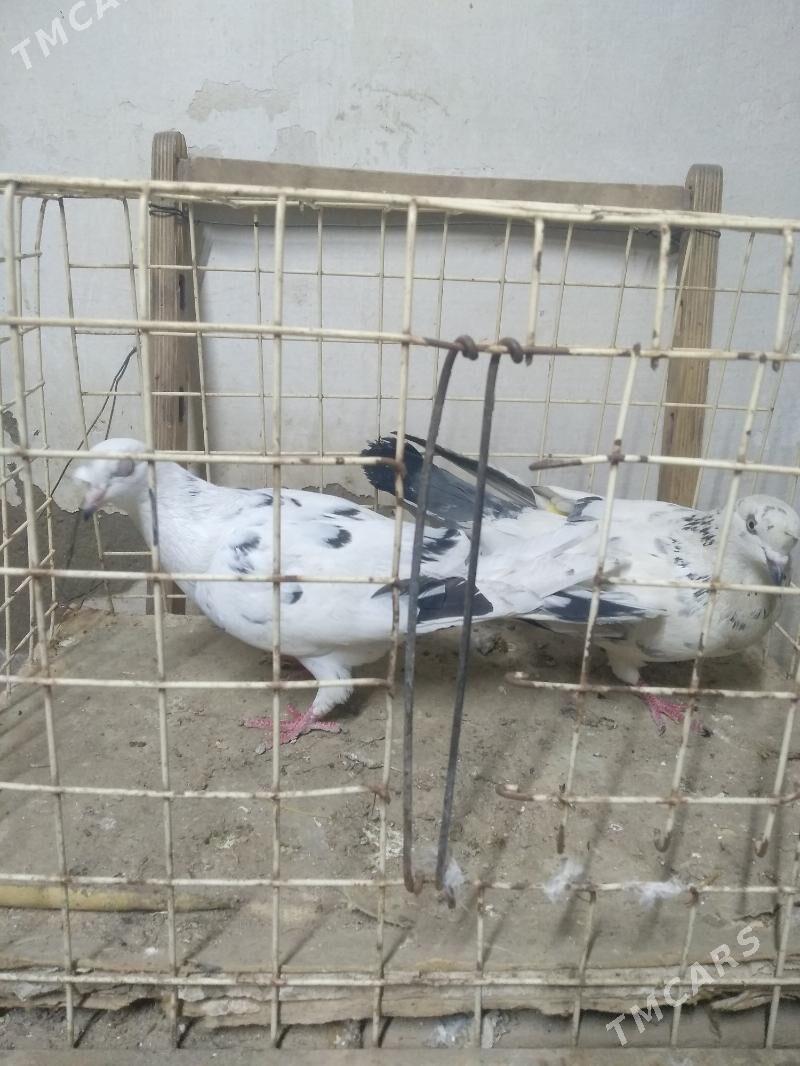 kepter - Türkmenabat - img 1