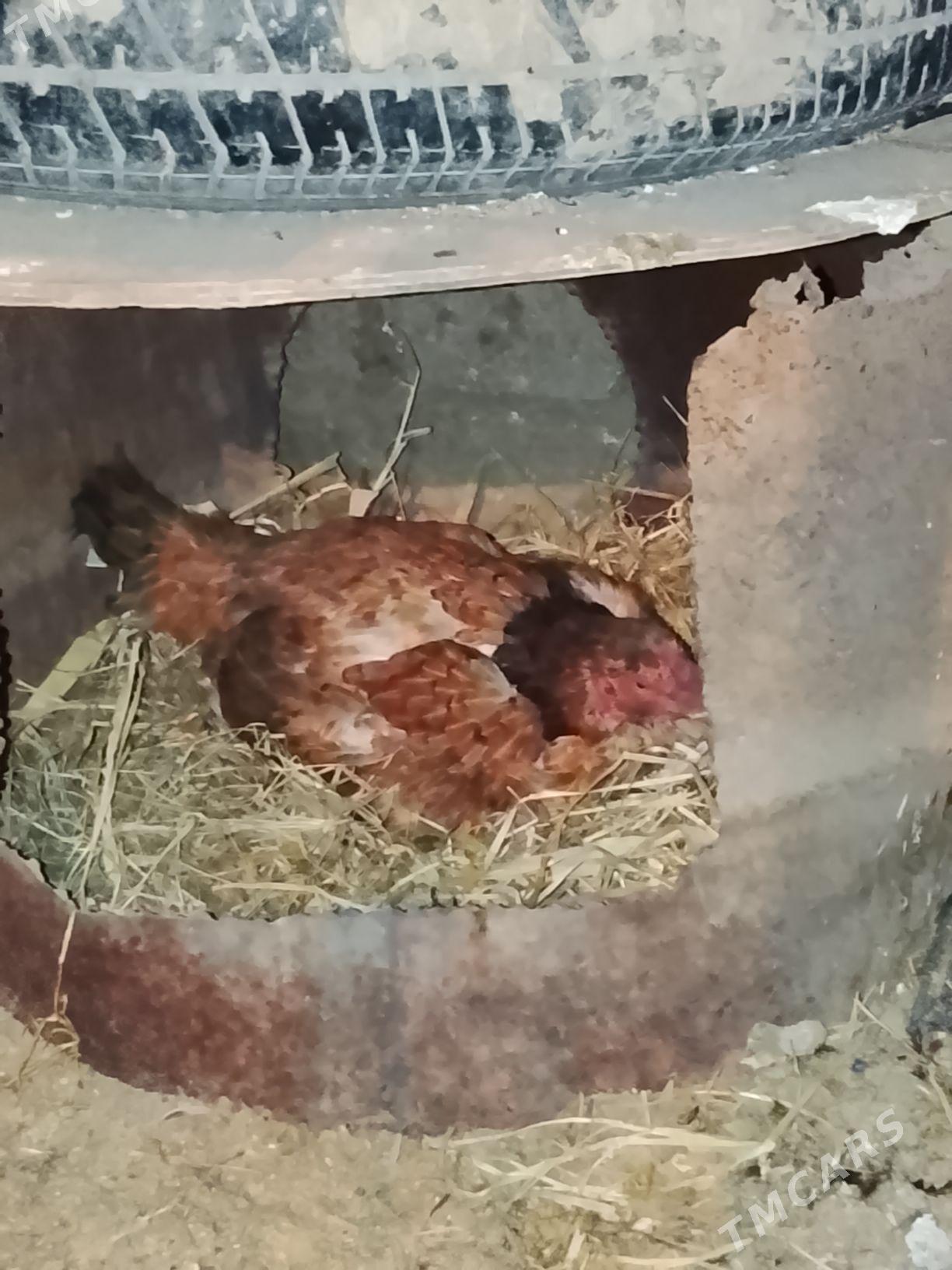 taskent - Bagyr - img 1