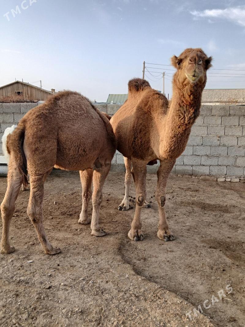 Duye - Bereket - img 1