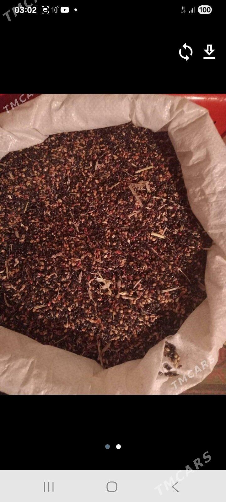 Jöwen.tohum - Достлук - img 1