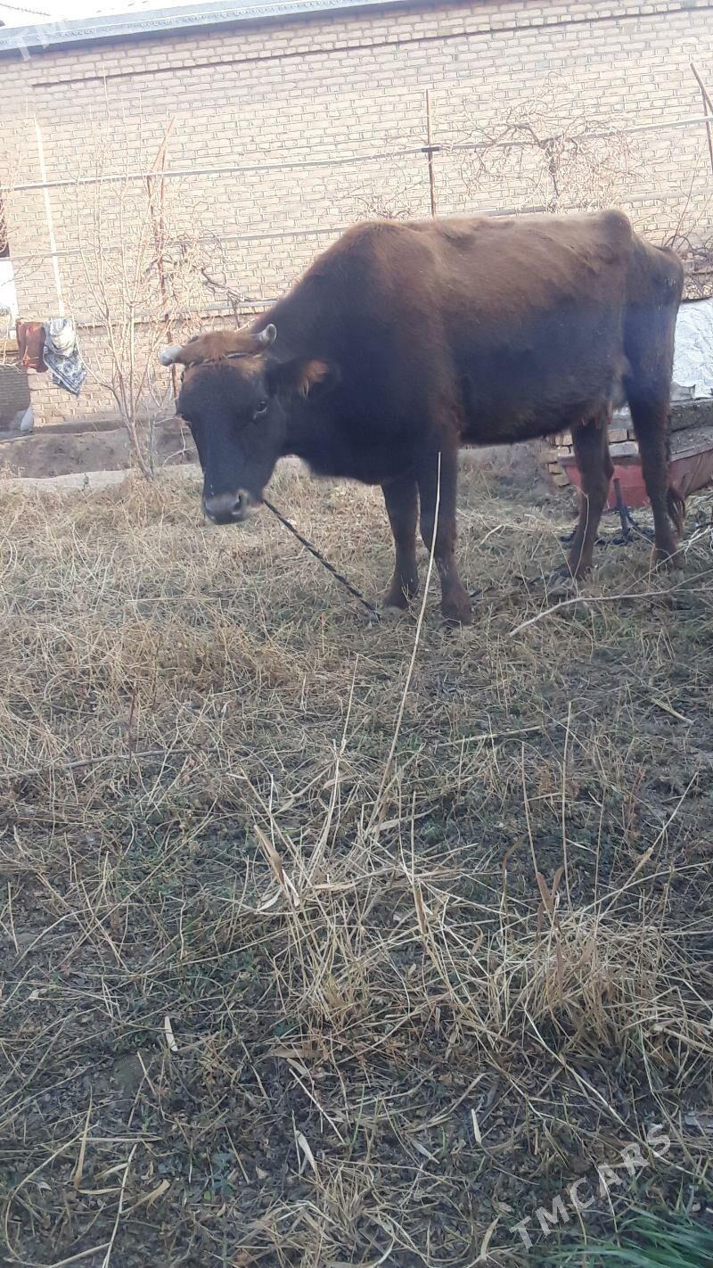 Goleli sygyr - Wekilbazar - img 1