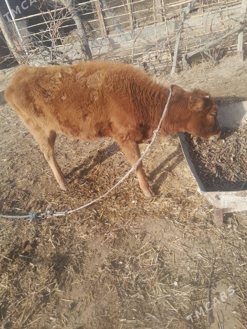 unajyn - Чарджоу - img 1