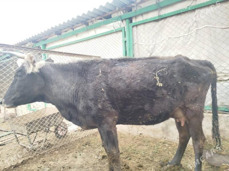 Göleli sygyr - Gyzylarbat - img 1