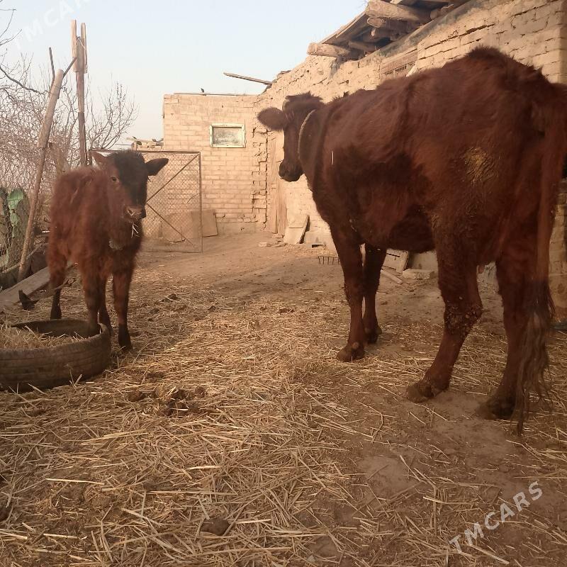 saglyk mal - Туркменабат - img 1