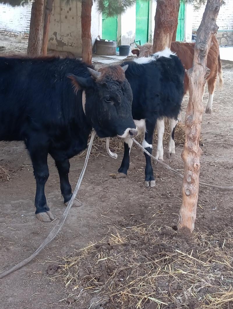 ÖKÜZ .6 SANY . - Bereket - img 1