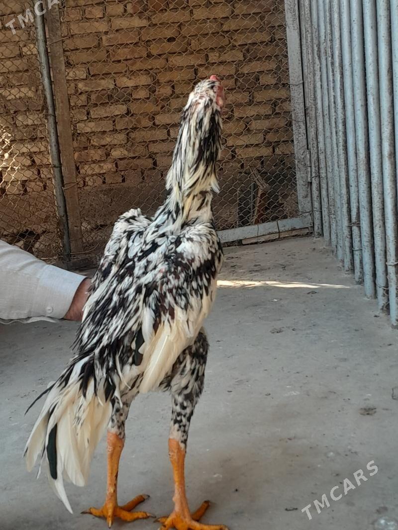 horaz - Mary - img 1