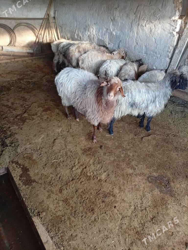 Bakylan goyyn - Багир - img 1