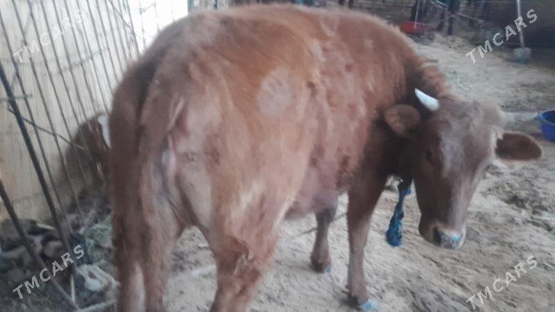 Gulajyn.bakylan - Мары - img 1