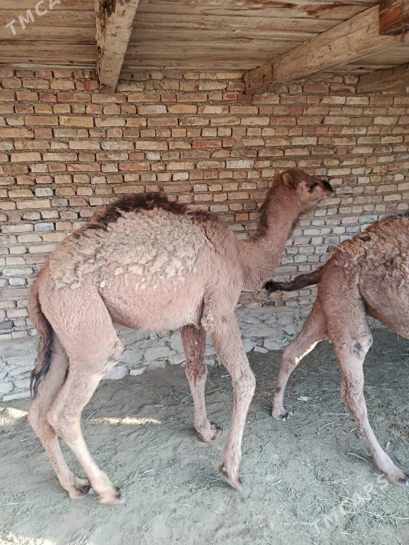 torum - Bereket - img 1