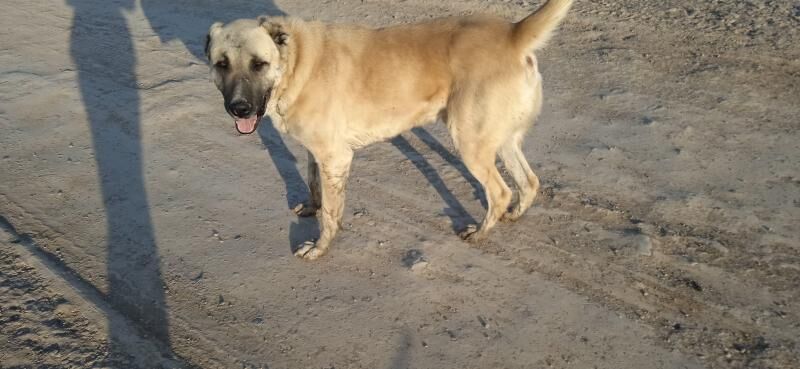 Gujuk - Серахс - img 1