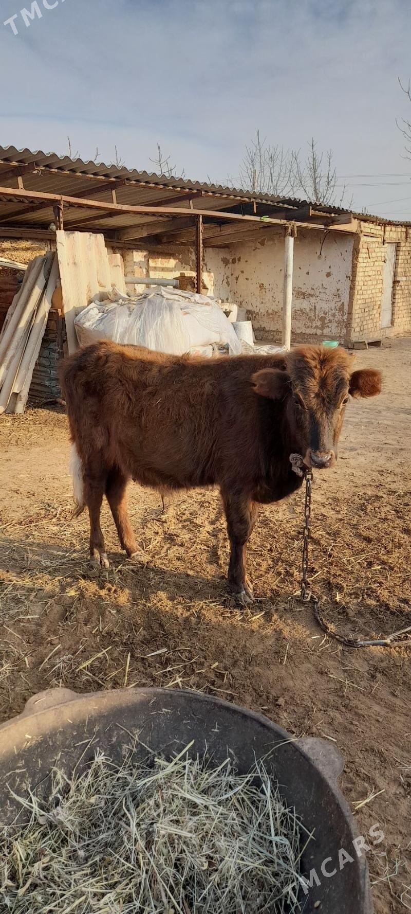 Öküz - Babadaýhan - img 1