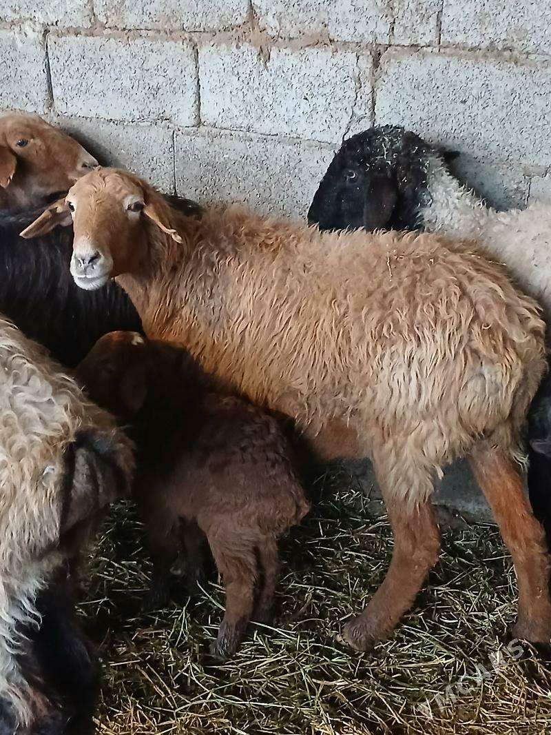 GuzyGuzuly goyun - Ашхабад - img 1