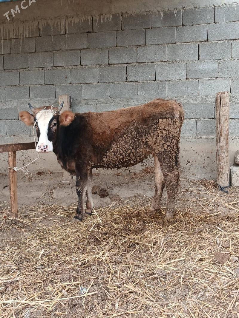 Tuwe - Gökdepe - img 1