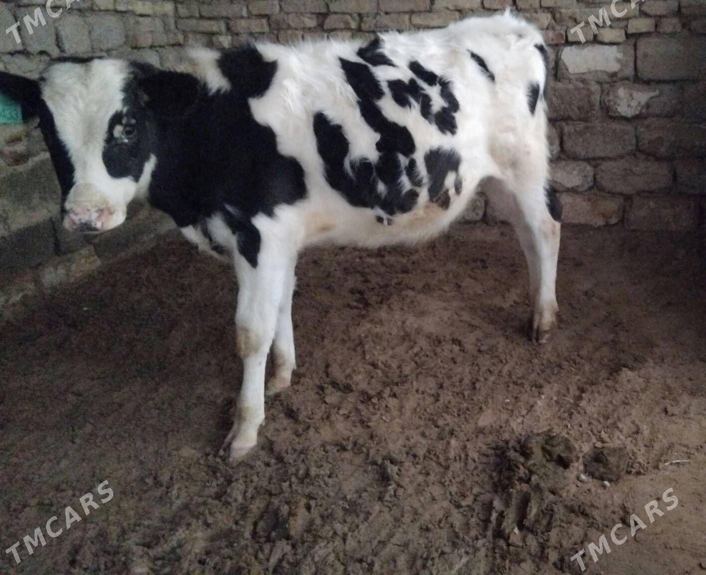 GALIȘTEY OKÜZ ARASSA - Ашхабад - img 1