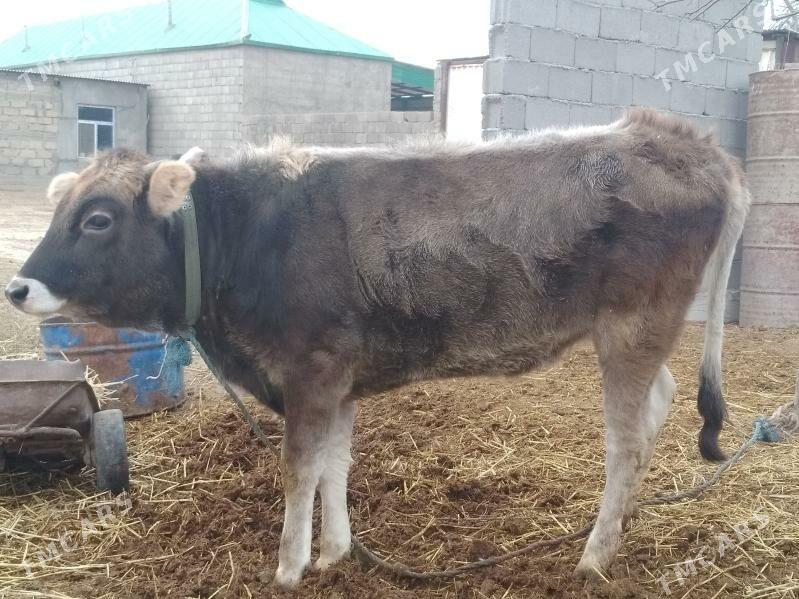 Swes tüwe - Анев - img 1