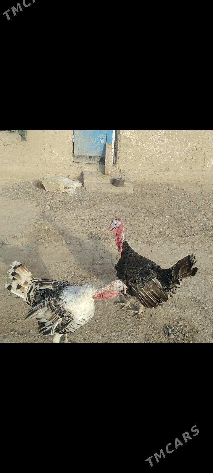 erkek induk - Кака - img 1