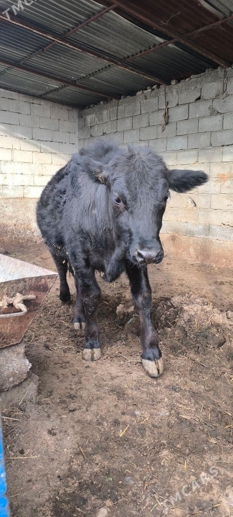 ANGUS OKUZ - Чоганлы - img 1