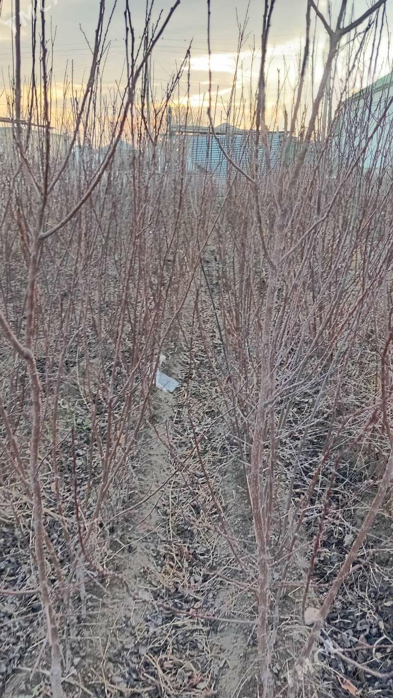 miweli. şitiler - Gökdepe - img 1