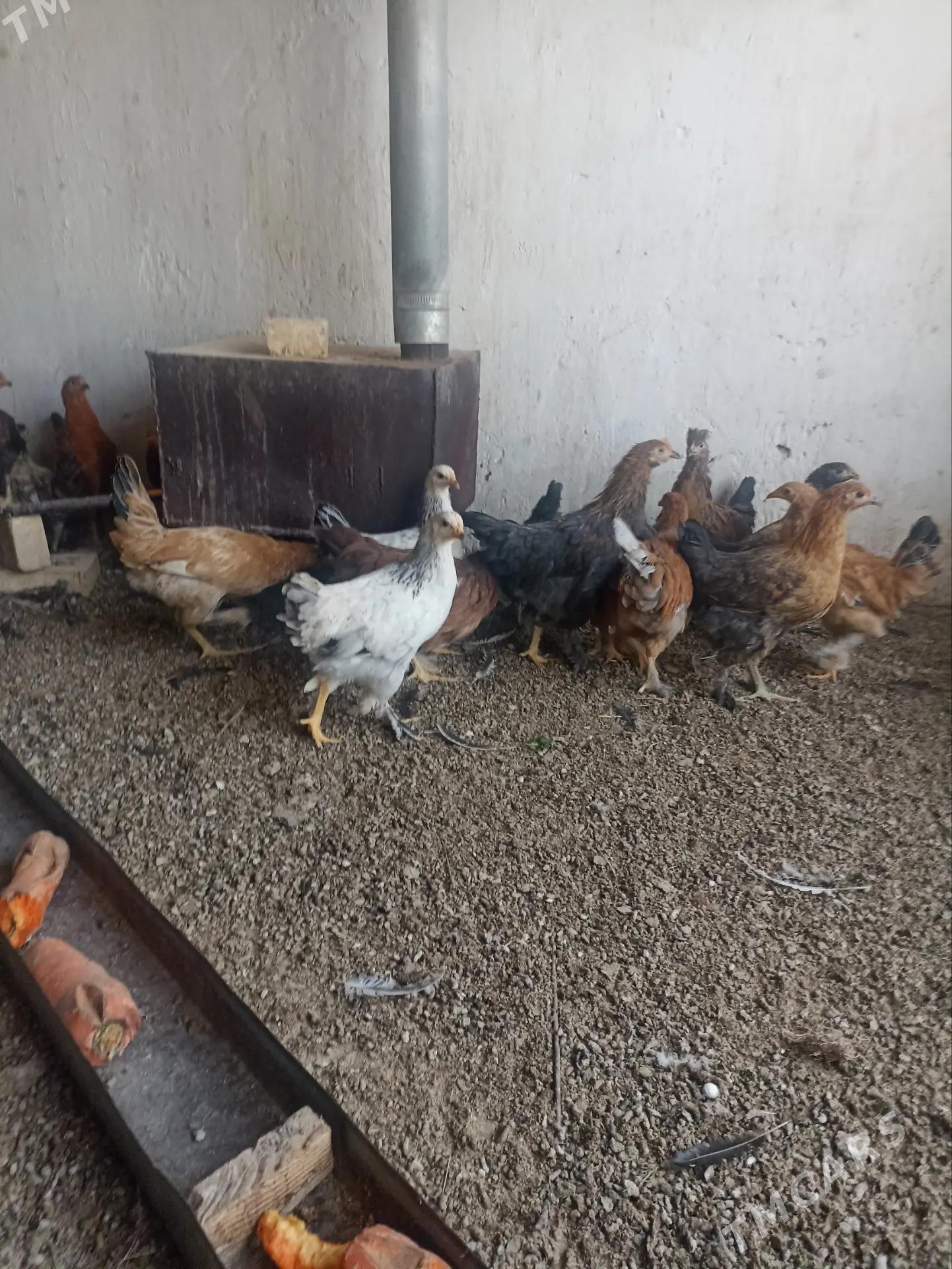 balakly juje - Sakarçäge - img 1