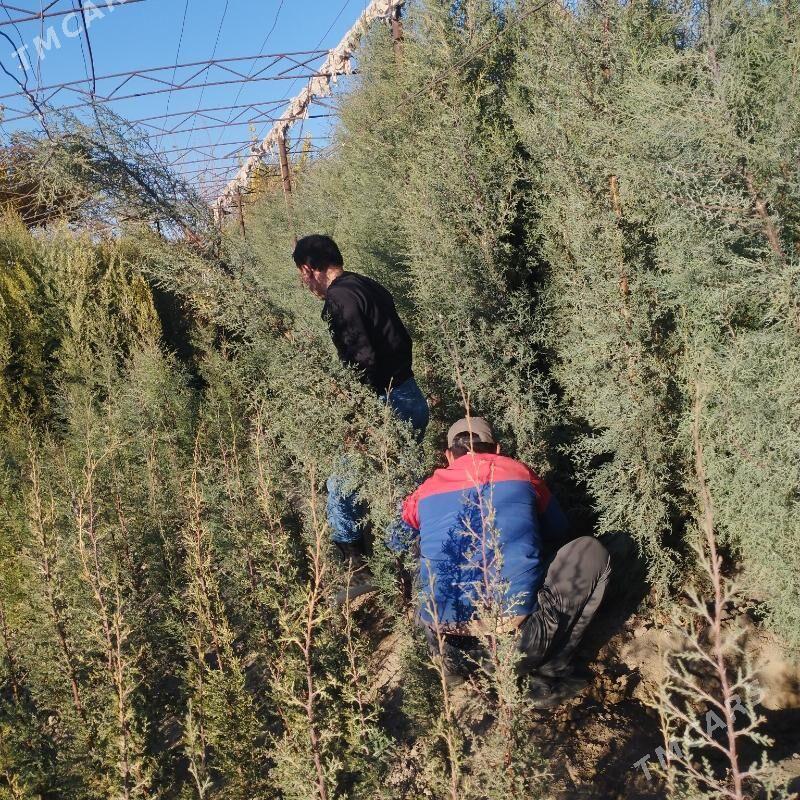 Satlyk Arizonka kiparisy - Çärjew - img 1