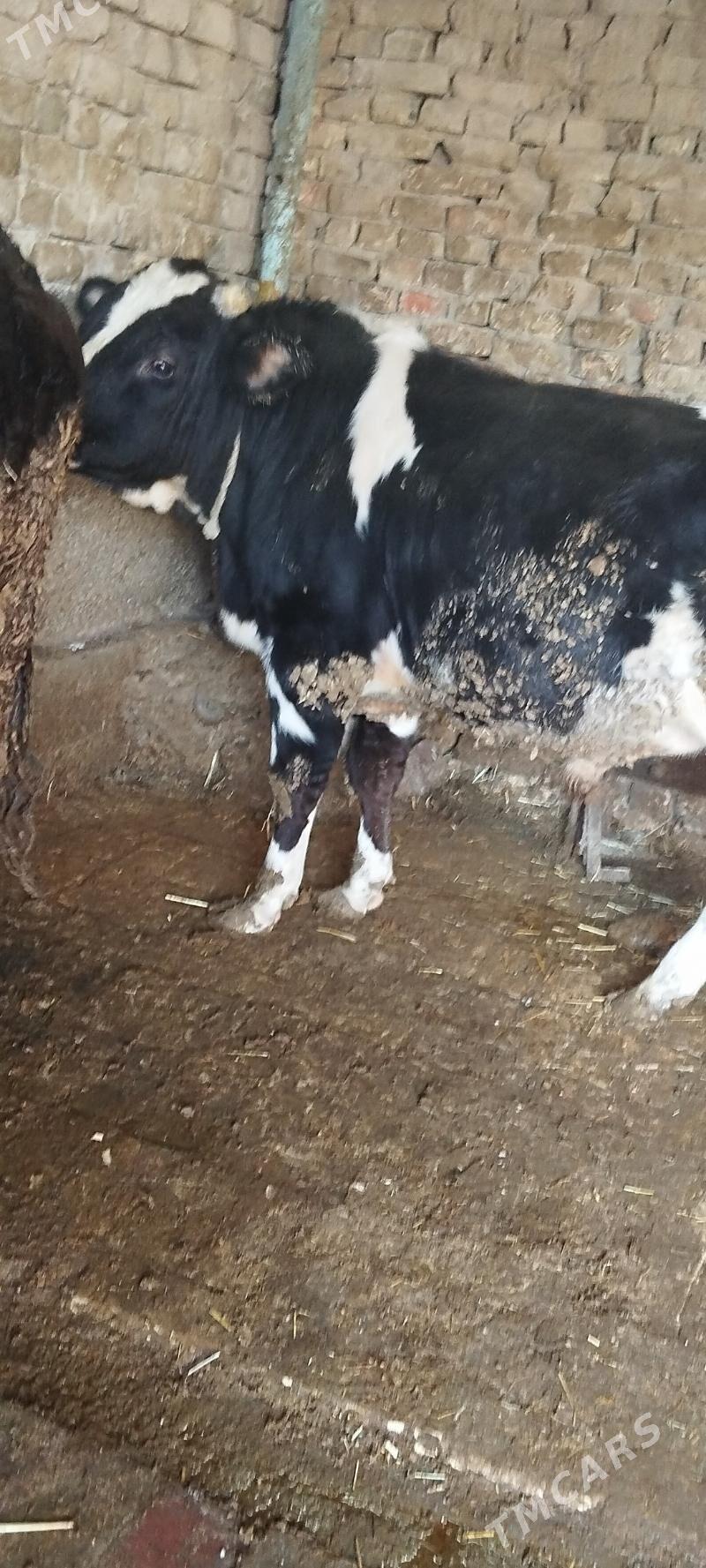 okuz - Aşgabat - img 1