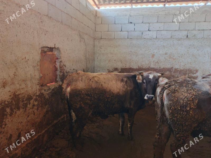 Sygyr - Бахарден - img 1