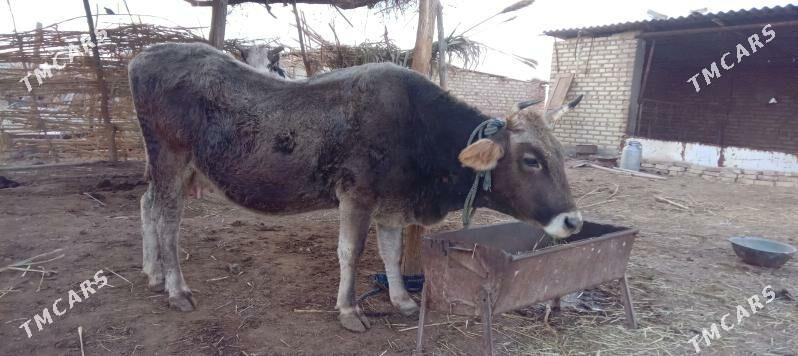 Sygyr - Бабадайхан - img 1