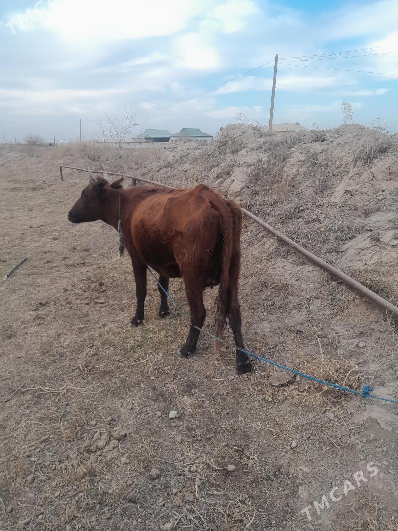 goleli sygyr - Mary - img 1