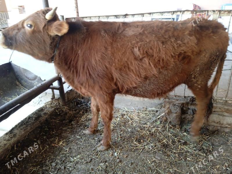 5 sany öküz - Türkmenabat - img 1