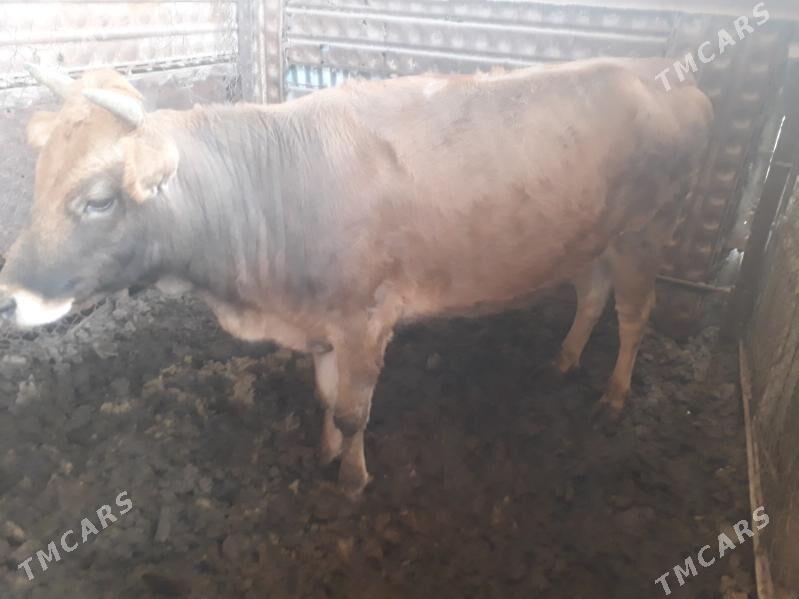 Bakylan gulajynlar - Мары - img 1