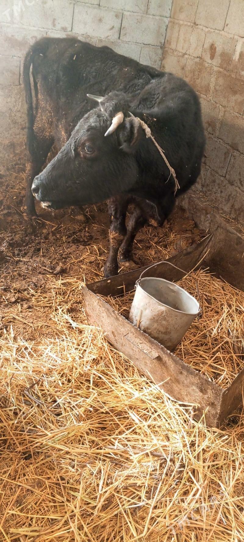 sygyr - Gökdepe - img 1