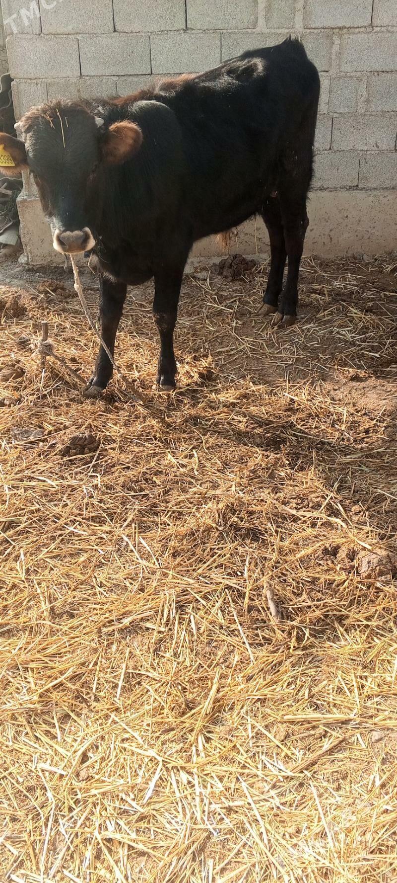 öküz - Gökdepe - img 1