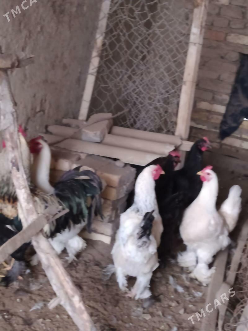 towuklar - Туркменгала - img 1