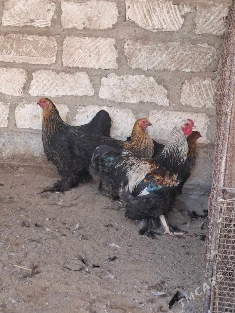 Brama towuk - Gumdag - img 1