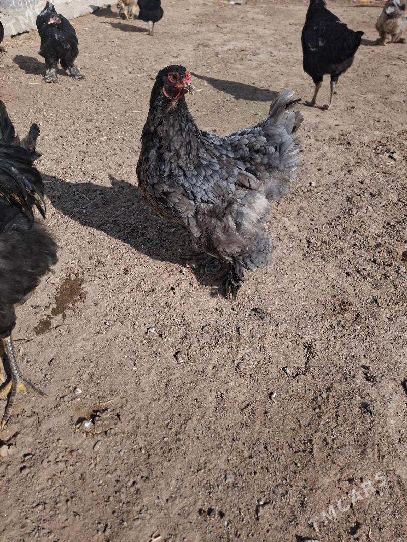 Brama towuk - Gumdag - img 1