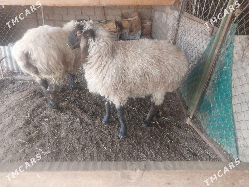 goyun issek - Büzmeýin - img 1