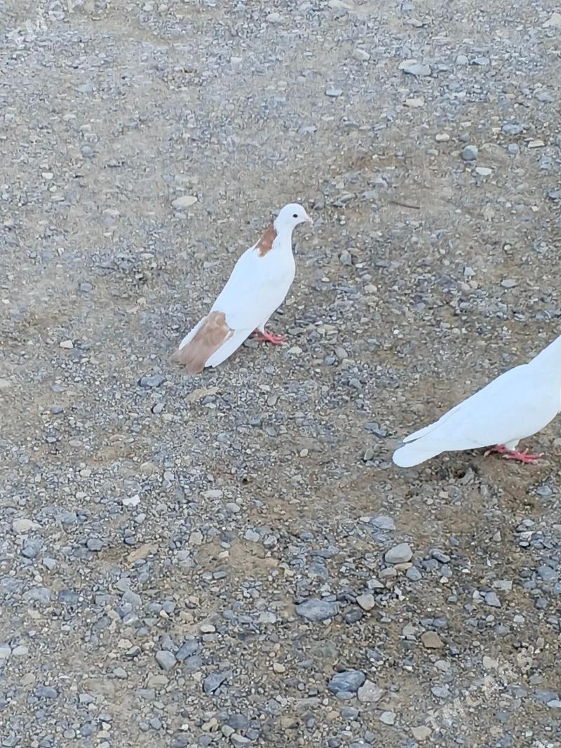 kepderi - Gyzylarbat - img 1