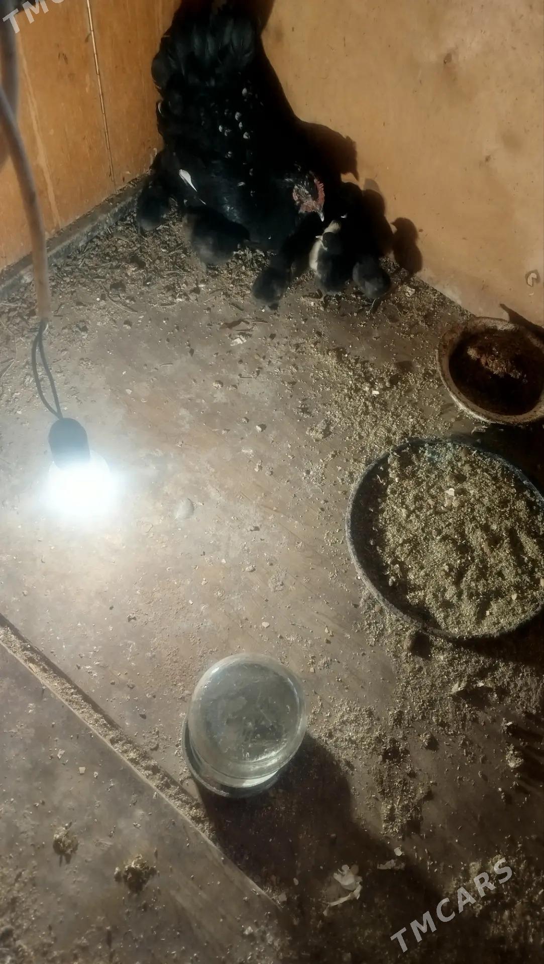 Juyje parodny Ayam semani - Туркменабат - img 1