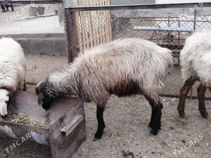 goyun guzy - Gumdag - img 1