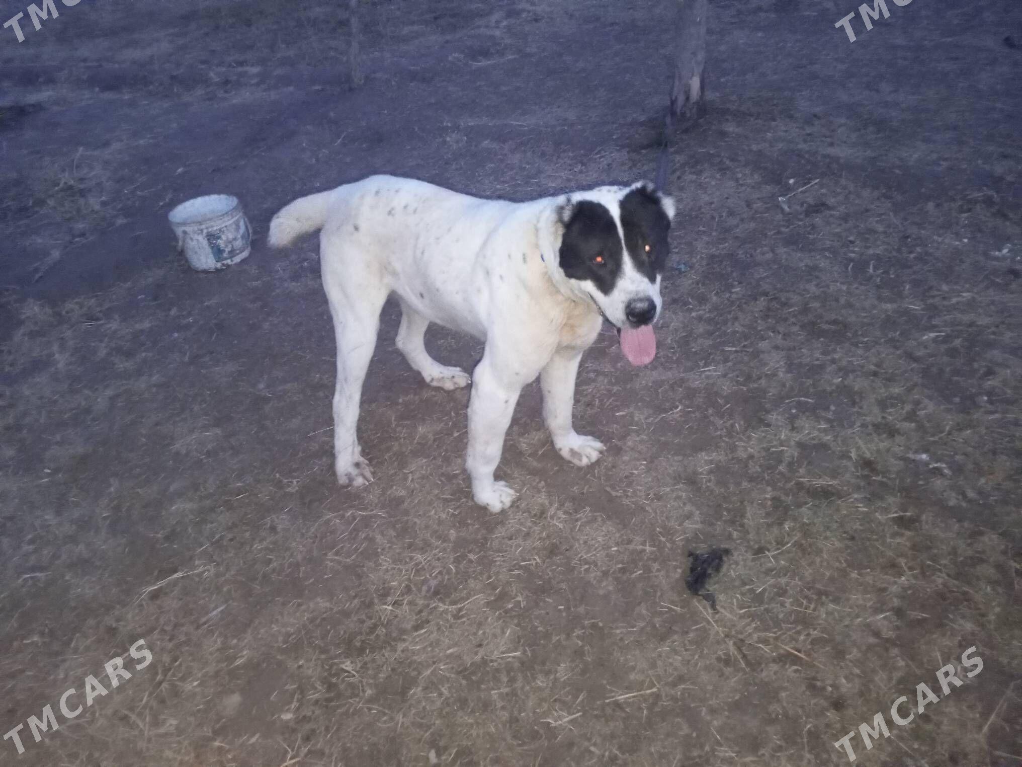 alaway - Шабатский этрап - img 1