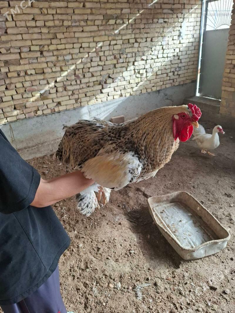 brama horaz - Туркменабат - img 1