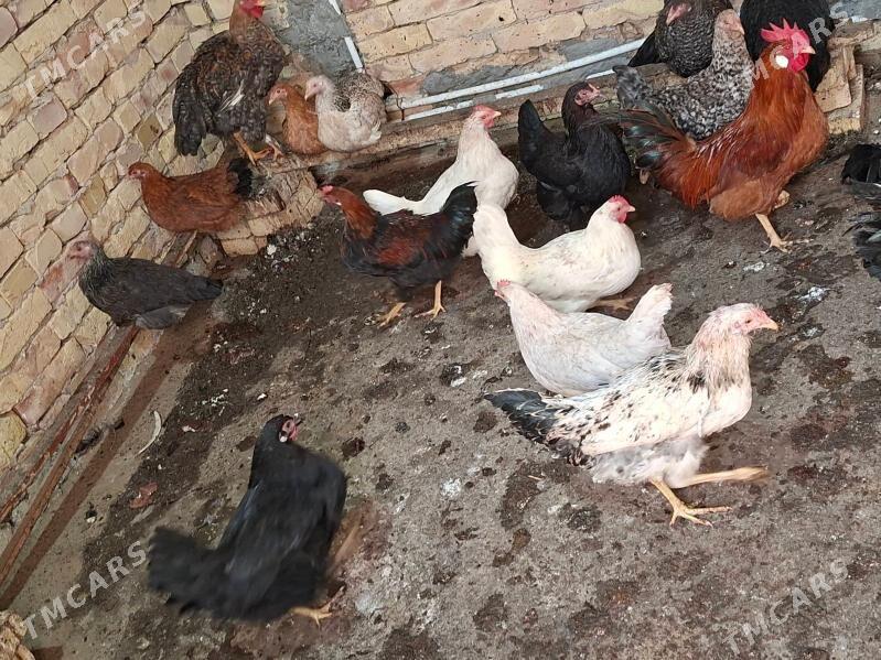 towuk - Türkmenabat - img 1