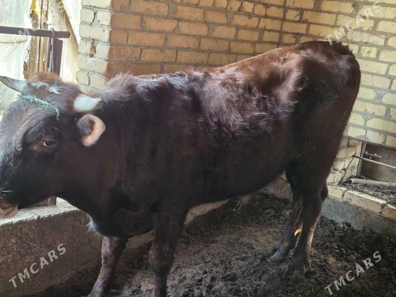 baklyk okuzler - Чарджоу - img 1